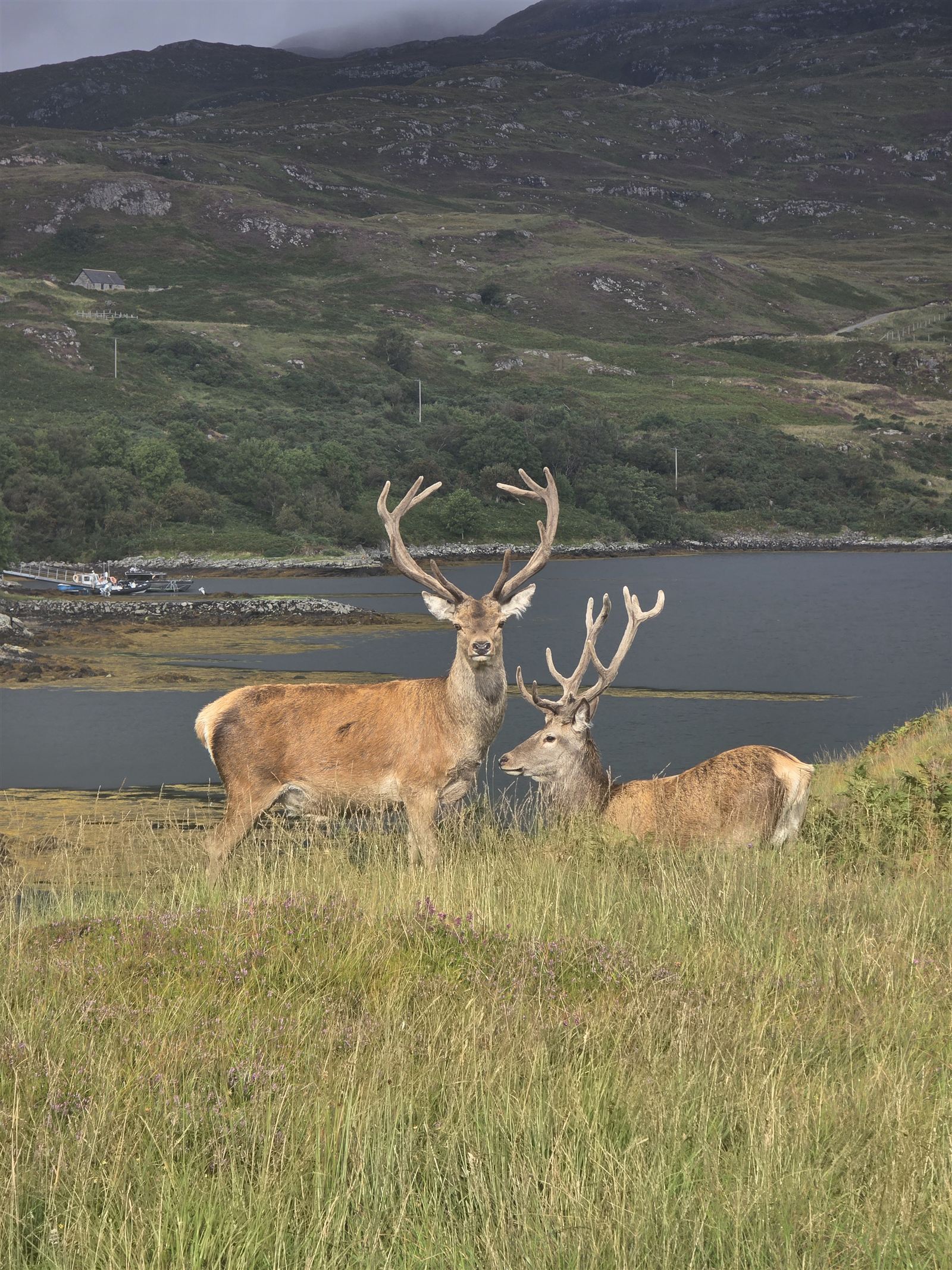Red stags on the hill above the loch, Scourie visible in the distance